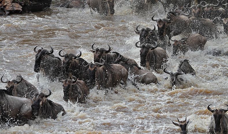 mara-river-crossing-5