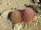 Barrel Cactus in Joshua Tree National Park (Photo taken by Bob Moore)