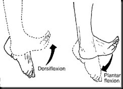 dorsiflexion.1