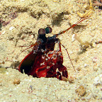 Mantis shrimp (Banka Island)