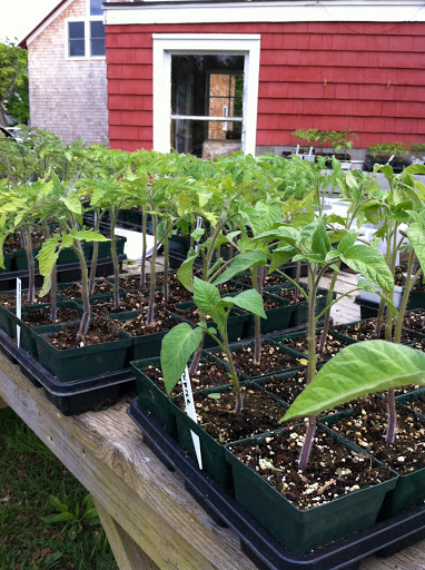 Tomato plants, waiting to be trimmed, watered and planted. Tomato plants, waiting to be trimmed, watered and planted.