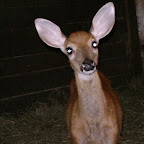 animalnation_deer.JPG