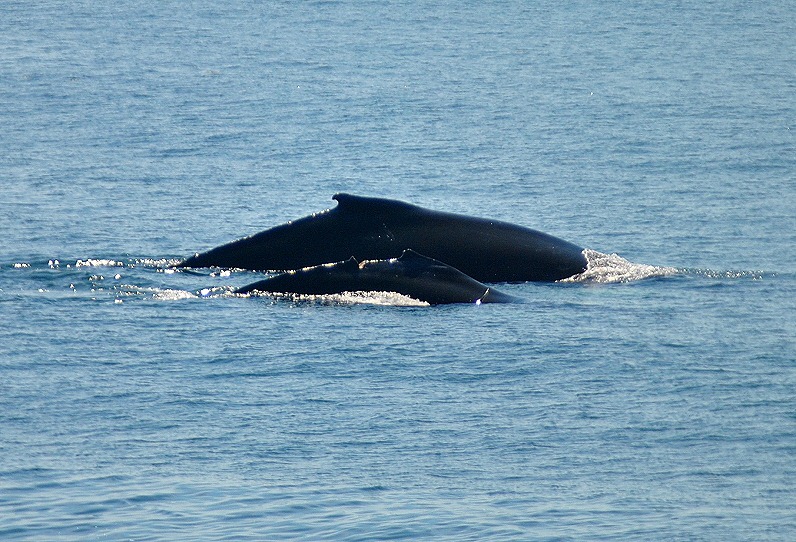 [07k---Whales---mom-and-injured-calf2.jpg]