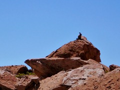 Viscacha in the rocks near Villamar, Southwestern Bolivia.