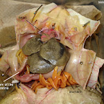 dissect26_labeled.jpg