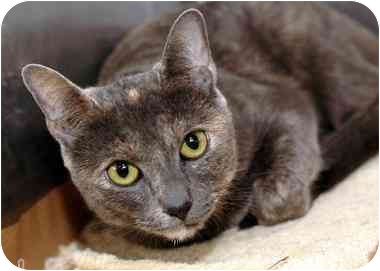 Many are surprised to learn that cats like Gypsy are used a great deal in bio-medical research. Sweet Gypsy hopes to get a loving home soon! She is in N.Y., N.Y. Many are surprised to learn that cats like Gypsy are used a great deal in bio-medical research. Sweet Gypsy hopes to get a loving home soon! She is in N.Y., N.Y.