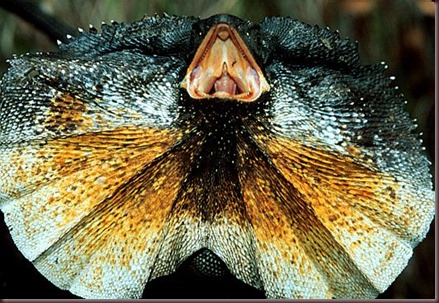Amazing Animal Pictures Frill Necked Lizard (4)