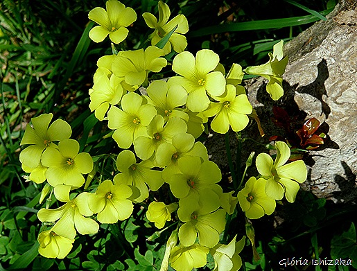 flor de trevo - Gloria Ishizaka