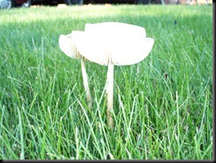 Mushroom Cups 4