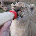 lion15.jpg