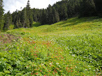 Lower Pierce Lake