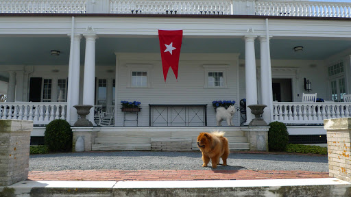 No, no, I'm not going to doubt myself.  There has to be another dog around here!  But where?
