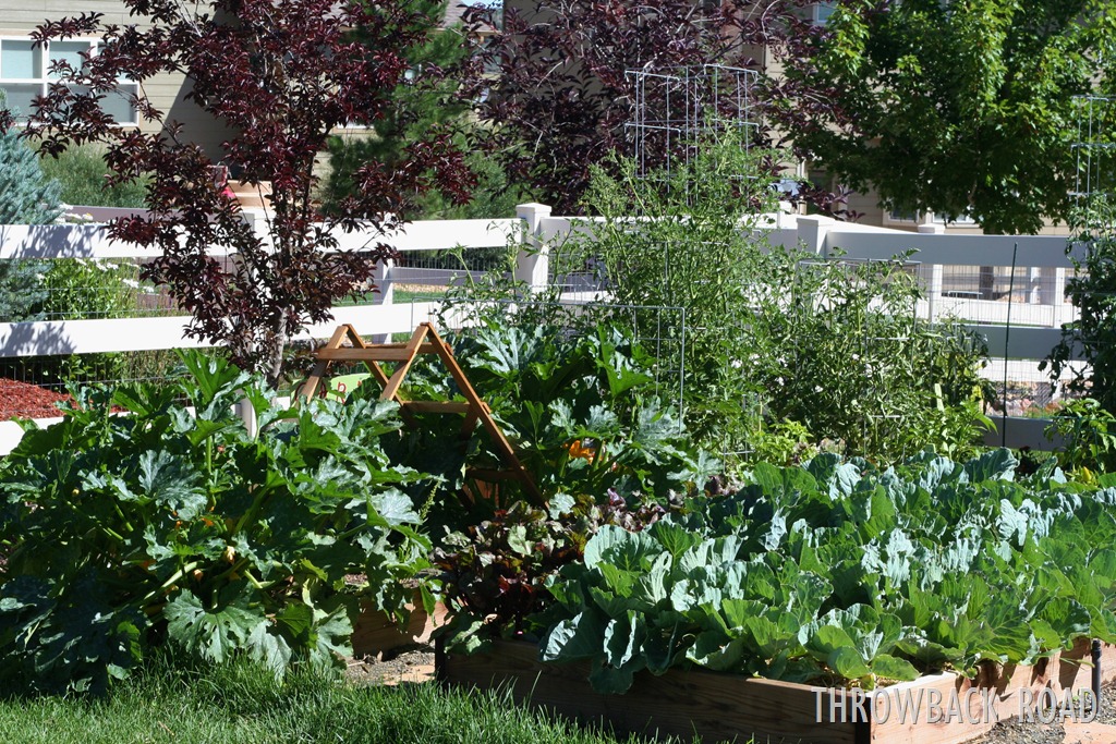 [garden%2520walk%2520July%252017%2520002%255B3%255D.jpg]