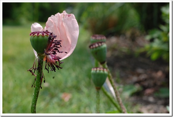 leftover poppy