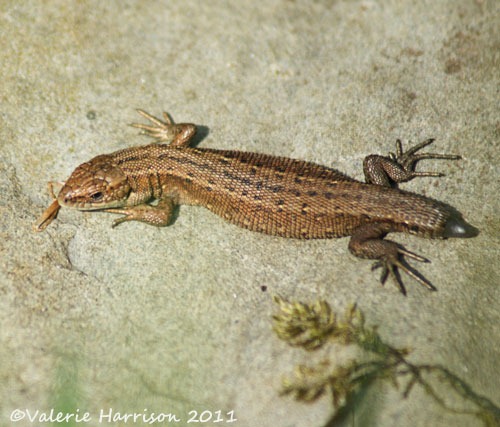 [12%2520lizard-no-tail%255B2%255D.jpg]