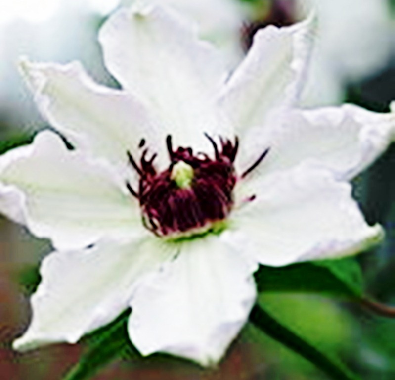 [Clematis%2520Madame%2520%253BLe%2520Coultre2%255B5%255D.jpg]