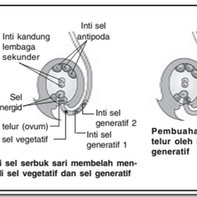 Mekanisme Pembuahan Ganda Pada Angiospermae