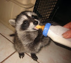 A gaze of raccoons... A gaze of raccoons...