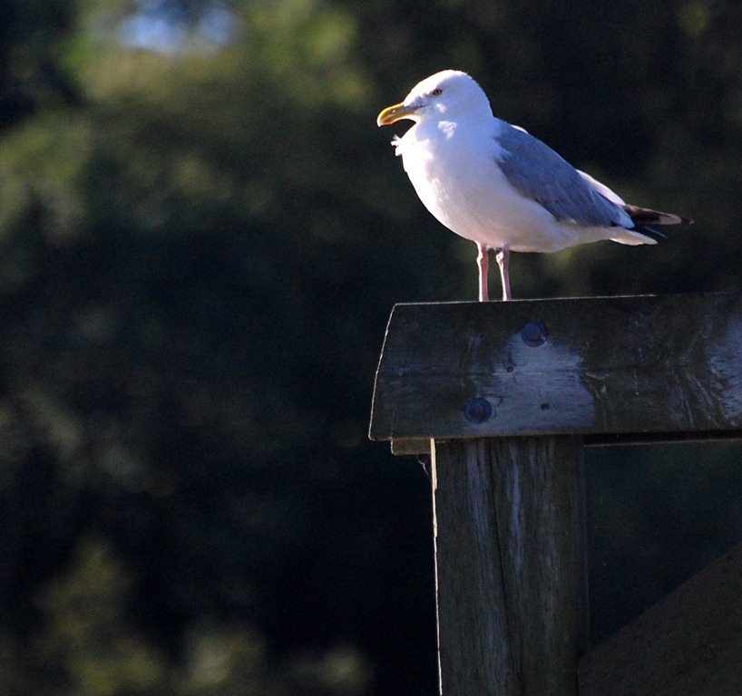 [DSC_4264%255B4%255D.jpg]