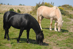 DSC_0733.JPG