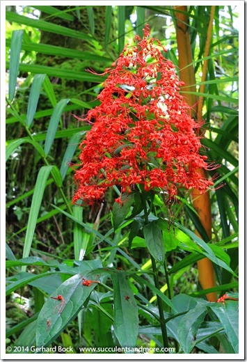 140726_HawaiiTropicalBotanicalGarden_Clerodendrum-paniculatum_0001