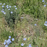 Flax Blooming