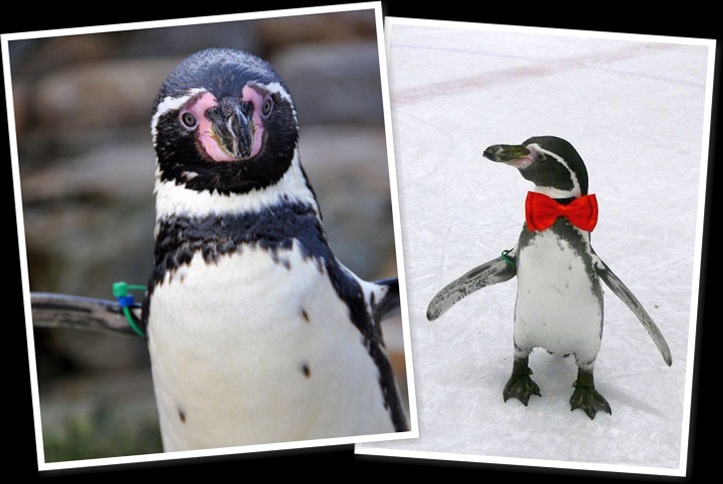 View Dippy Adoption images