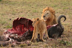 African_Lion_hunting