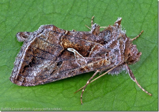 Autographa (2)