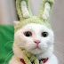 funny-cats-pictures.jpg
