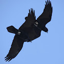 Common Raven