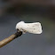 White ermine