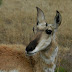 Pronghorn.dscn7443