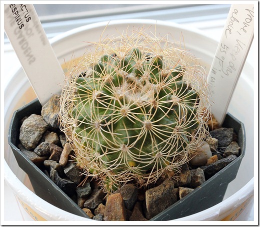 111218_Discocactus-araneispinus 111218_Discocactus-araneispinus