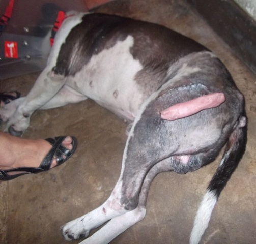 Bracco perdido.JPG