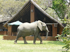 Croq Camp, South Luanga Nationalpark