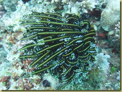 Feather Star 2