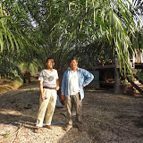 写真4: 広大なアブラヤシ園をひらく首長層のカヤン / Photo4: A member of ruling group of Kayan community at his extensive oil palm plantation