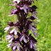 Orchis%252520purpurea%25252c%252520navur%25252c%2525202011.06.12