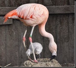 Chilean chick crp (2) Chilean chick crp (2)