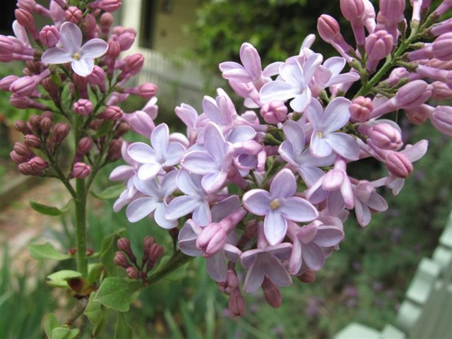[lilac%2520002%2520%2528Medium%2529%255B5%255D.jpg]