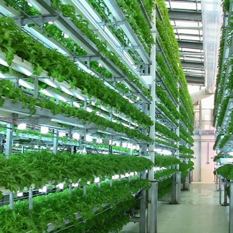 Major Differences Difference Between Hydroponics And Aeroponics