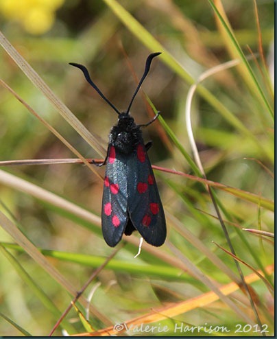 28-6-spot-burnet