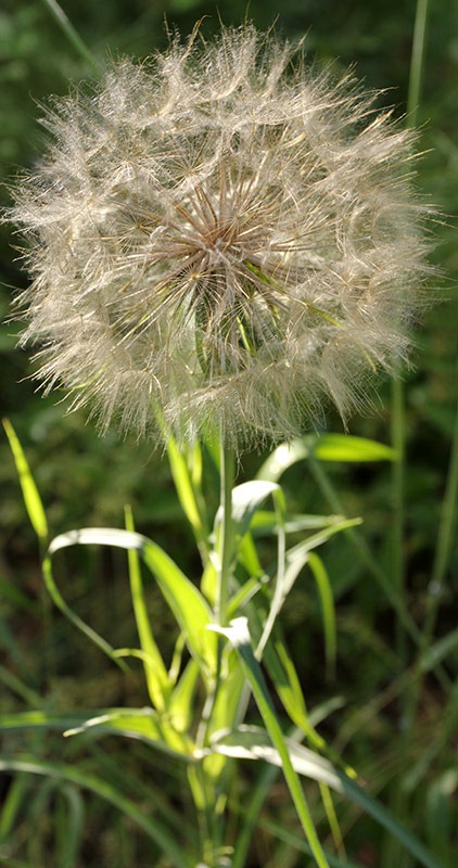 [110708_Tragopogon-dubius_024.jpg]
