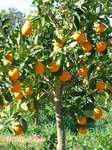 [niceorangetree%255B3%255D.jpg]