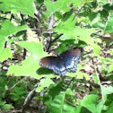 Red-Spotted Purple
