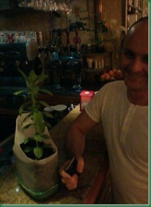 stevia regalo stevia regalo