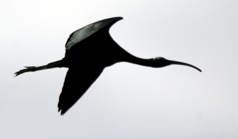 [Glossy%2520Ibis%255B7%255D.jpg]