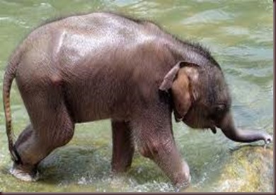 Amazing Animals Pictures Elephant (9)