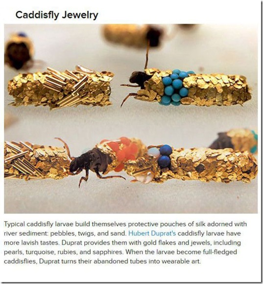 animals-create-things-6